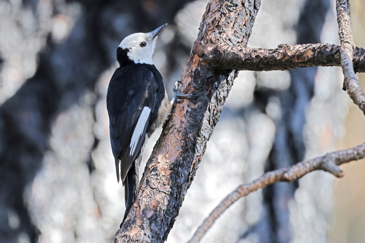 White-headed Woodpecker - Nathan Wall