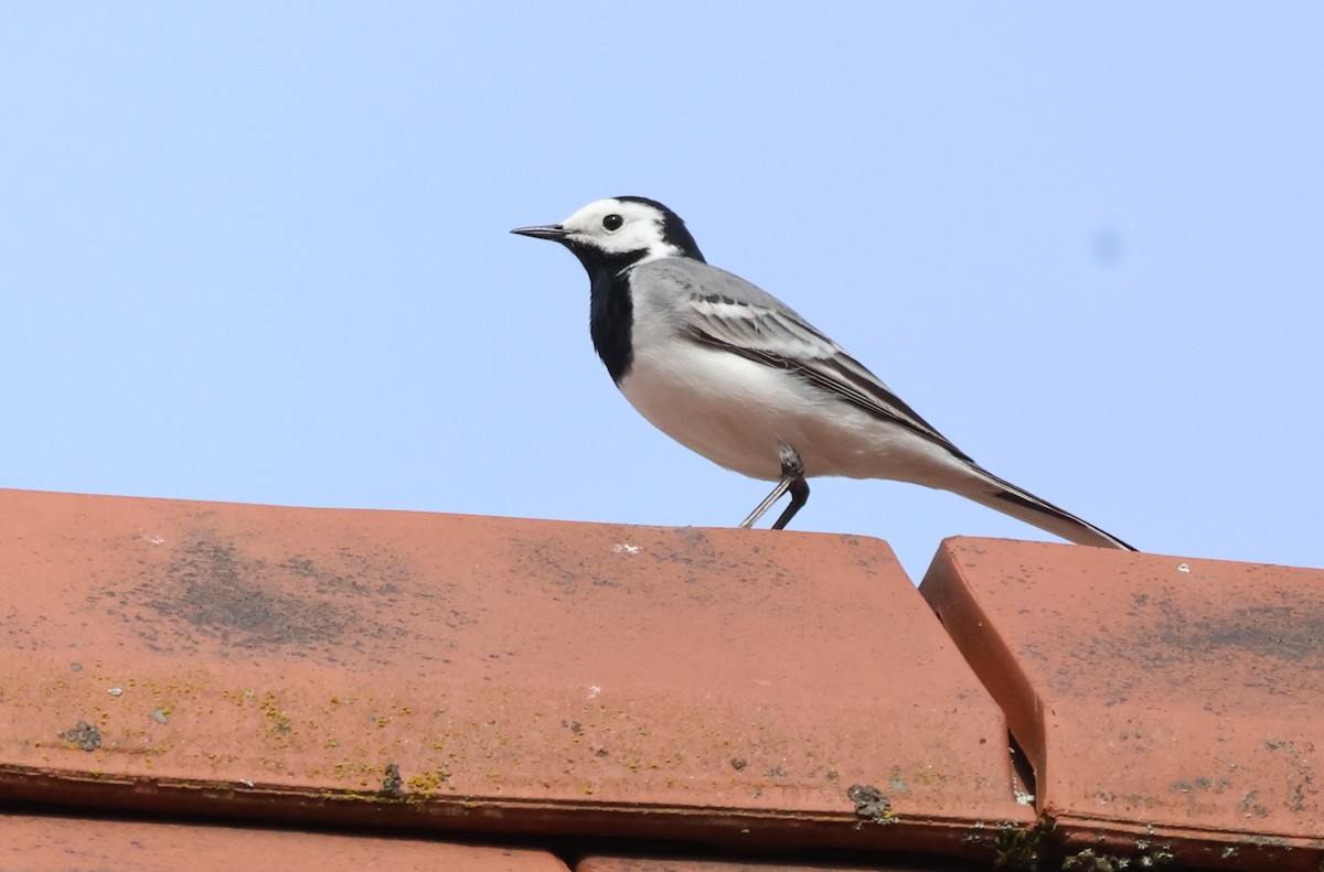 White Wagtail - ML617427190
