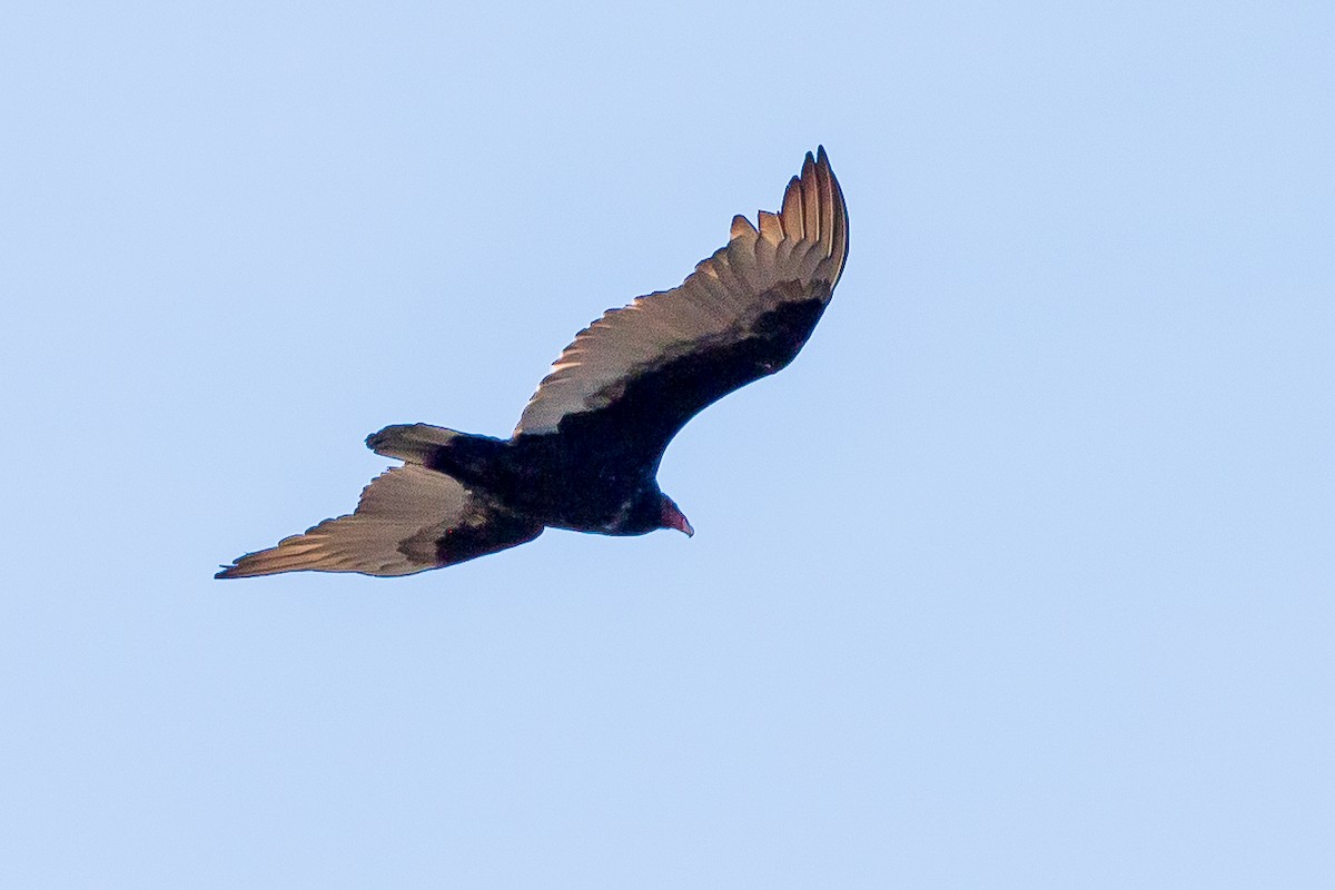 Turkey Vulture - Andrew Cauldwell