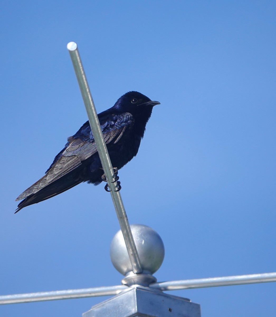 Purple Martin - Andre Vu