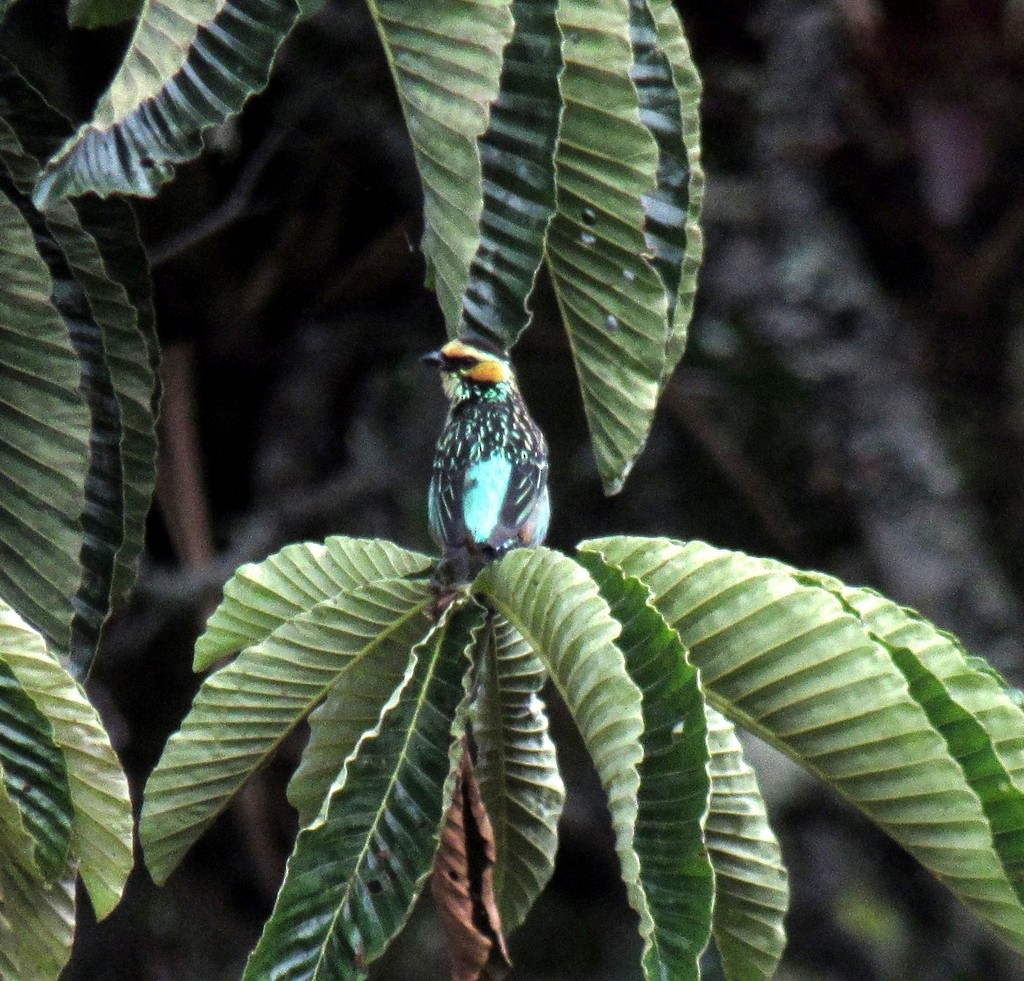 Golden-eared Tanager - Cristian Quijano