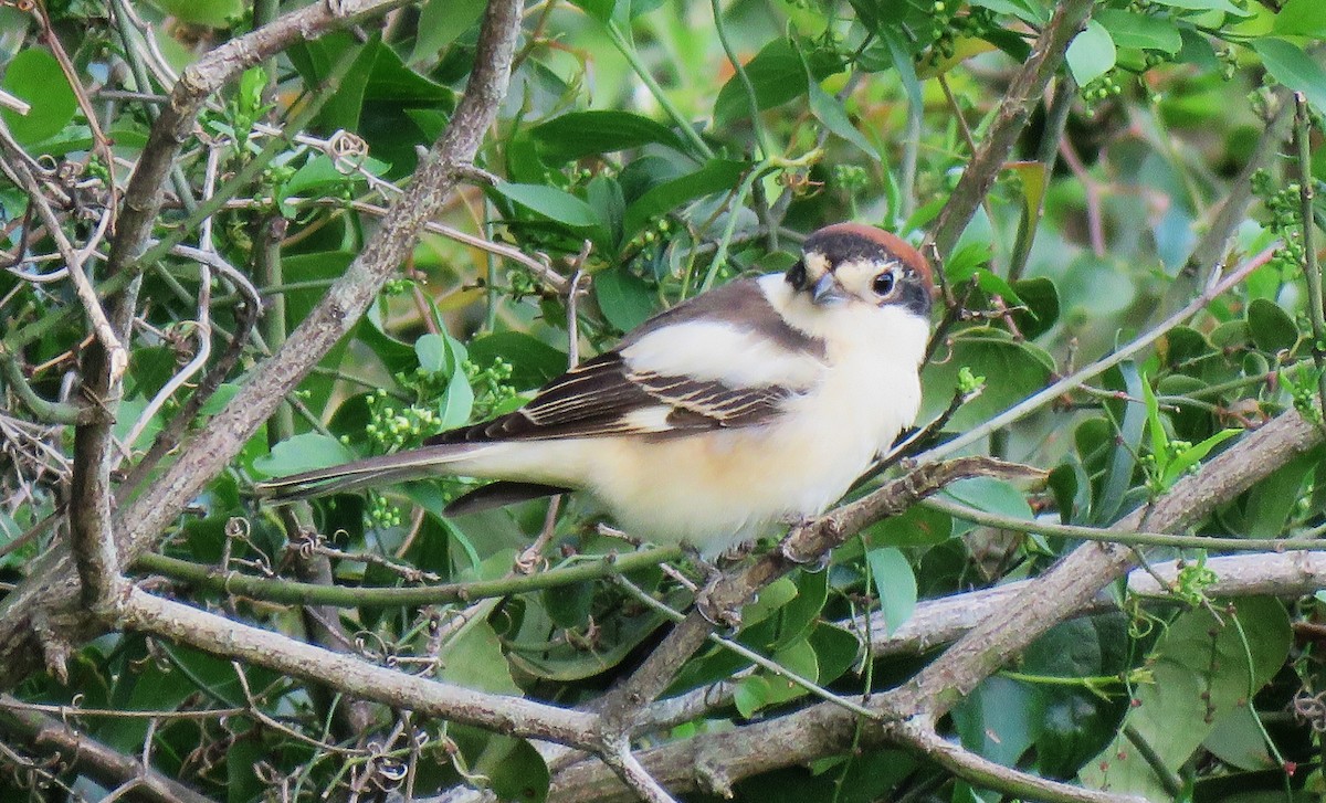 Woodchat Shrike - ML617427341