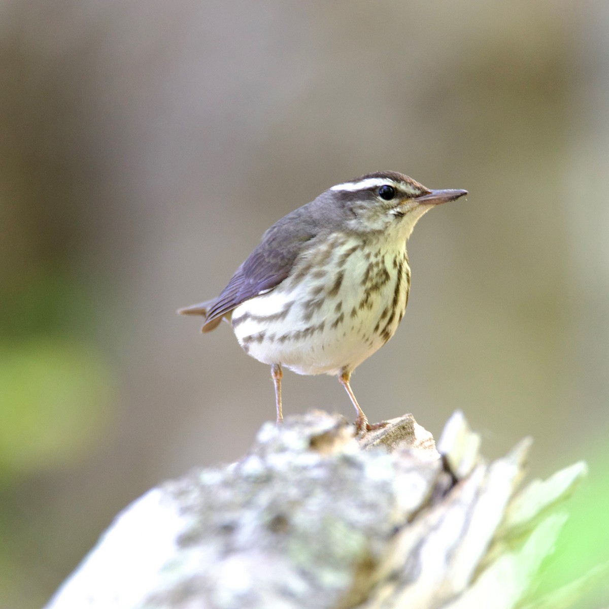 Louisiana Waterthrush - ML617427349