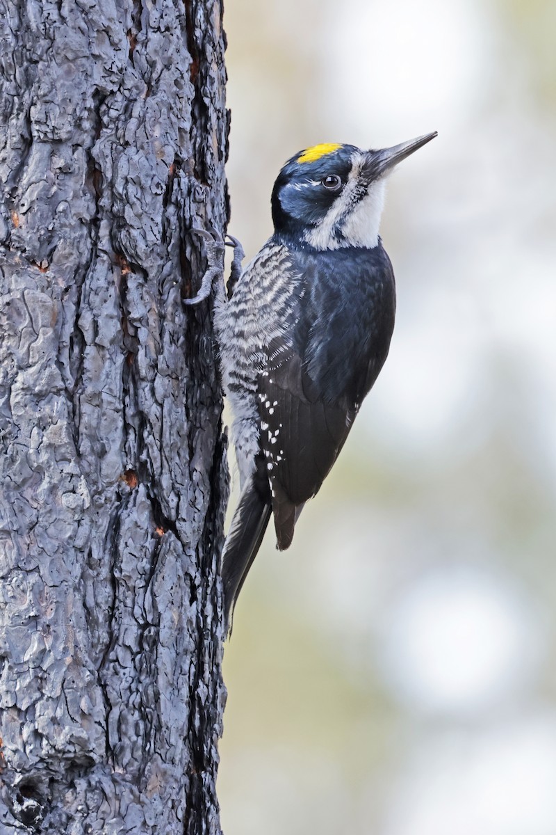 Black-backed Woodpecker - ML617427354