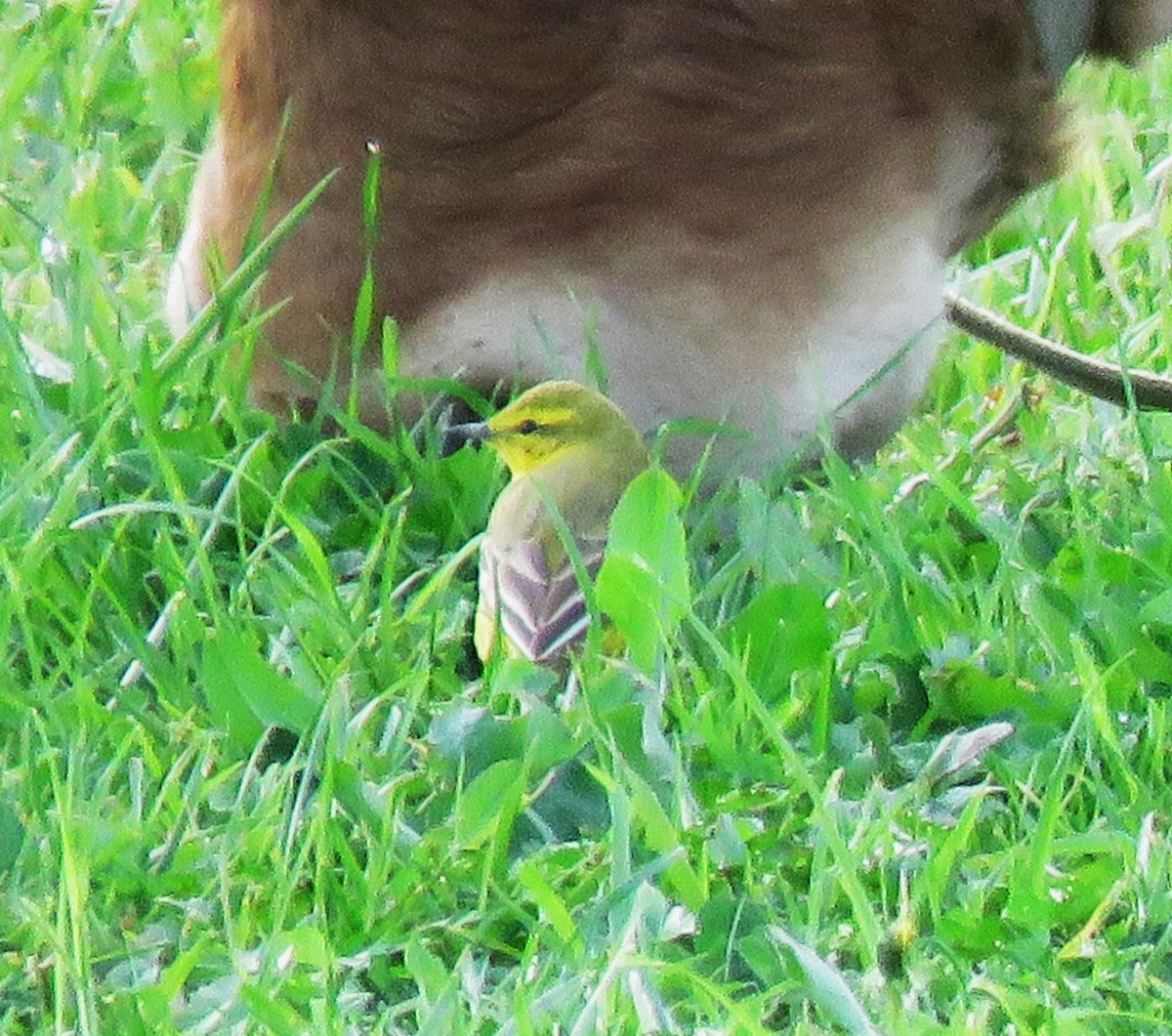 Western Yellow Wagtail (flavissima) - ML617427356