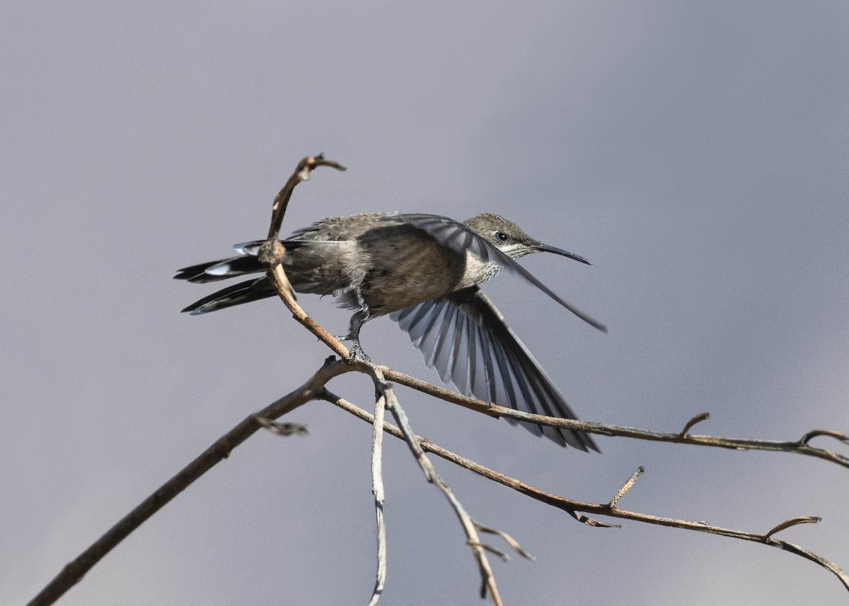 Colibrí Puneño - ML617427358