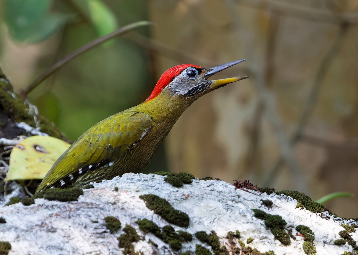 Streak-breasted Woodpecker - ML617427367