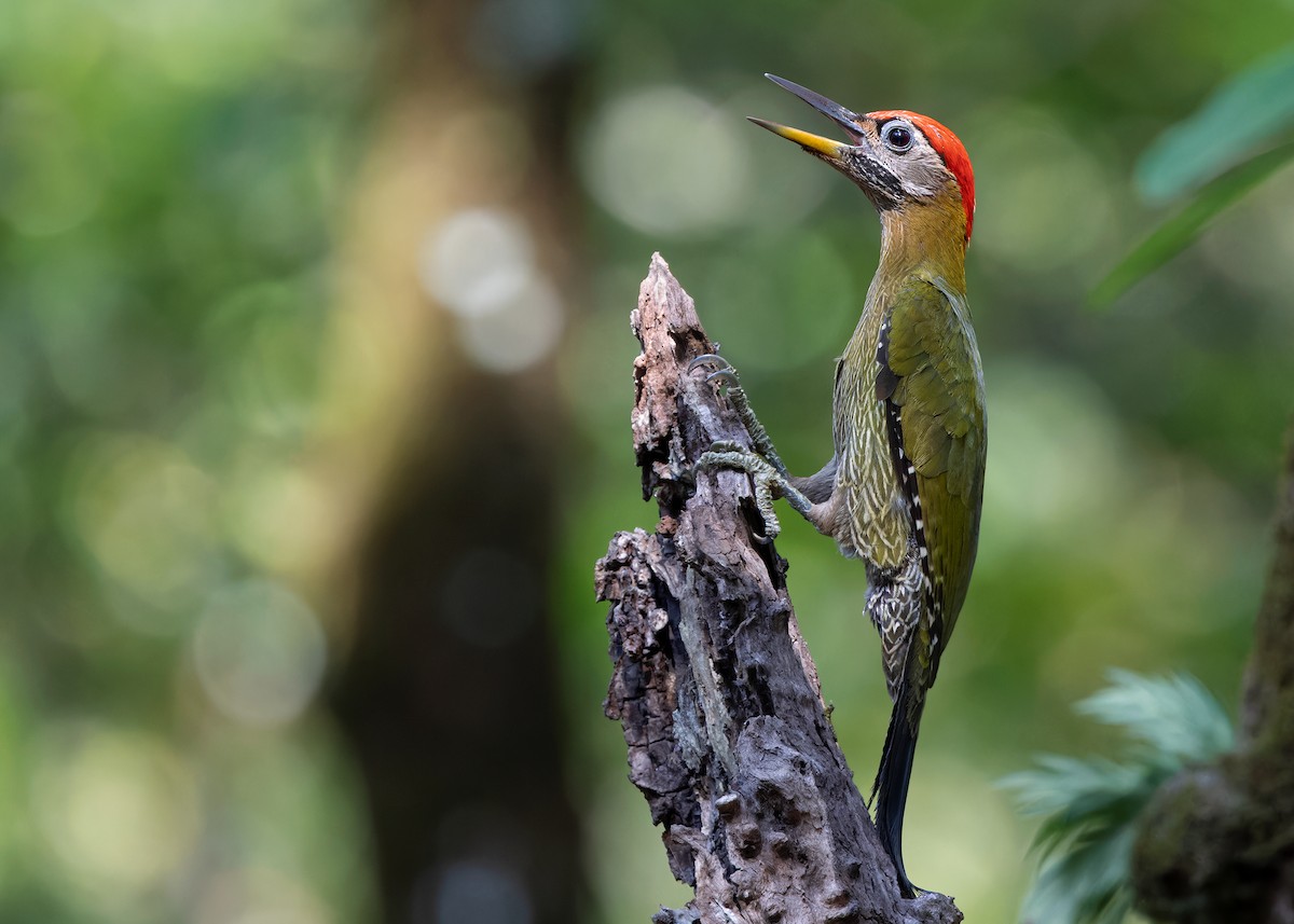 Streak-breasted Woodpecker - ML617427369