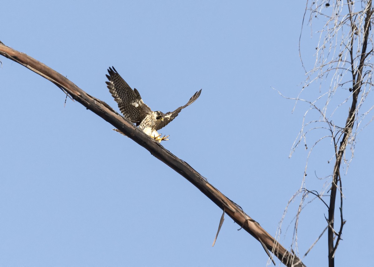 Peregrine Falcon - ML617427390