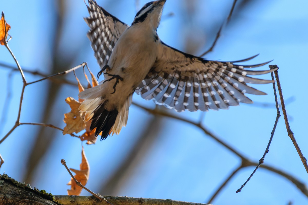 Hairy Woodpecker - Andrew W.