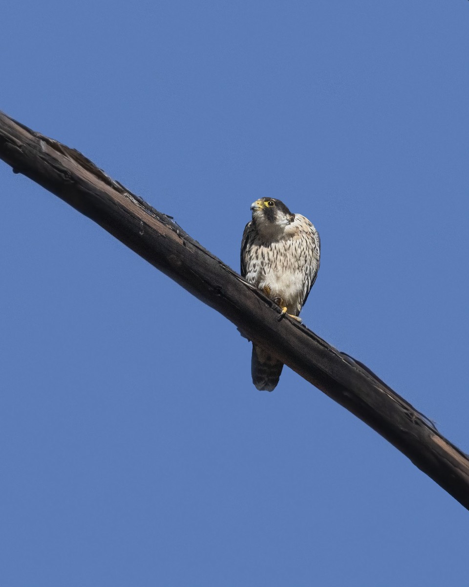 Peregrine Falcon - ML617427396