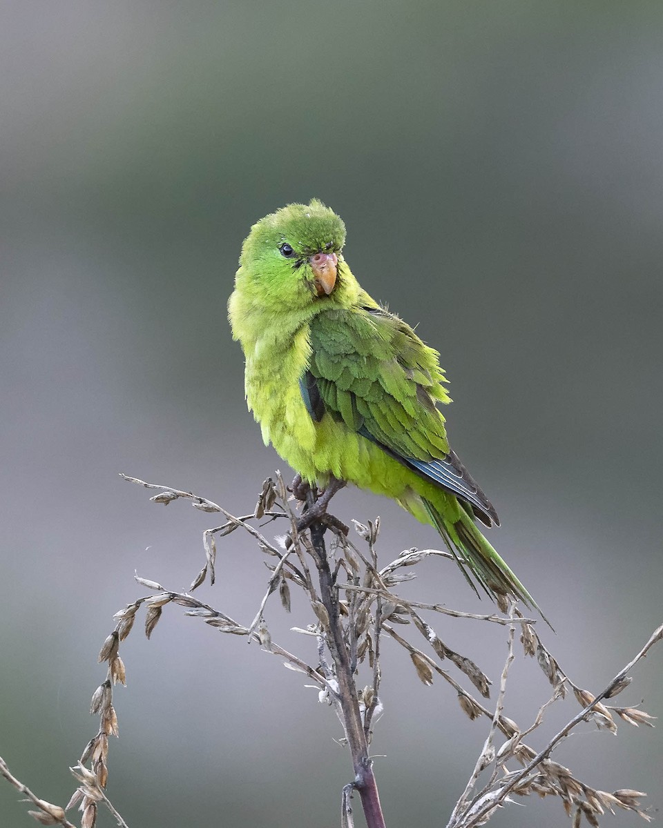 Mountain Parakeet - ML617427407