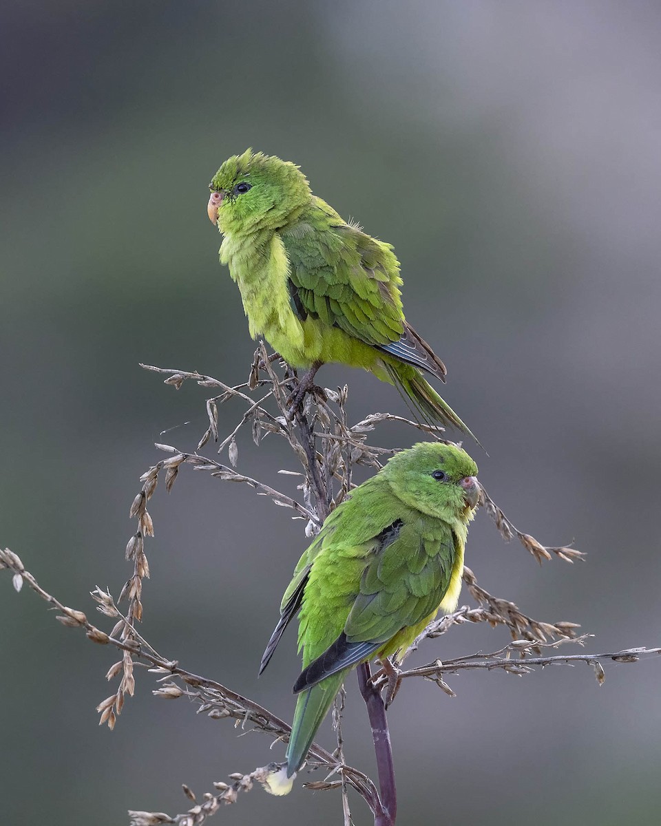 Mountain Parakeet - ML617427420