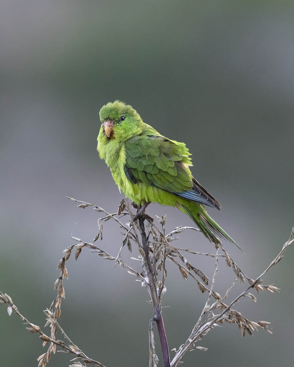 Mountain Parakeet - ML617427422