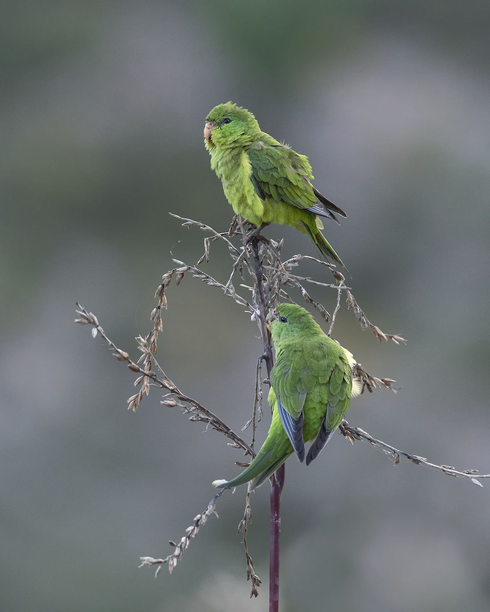 Mountain Parakeet - ML617427423