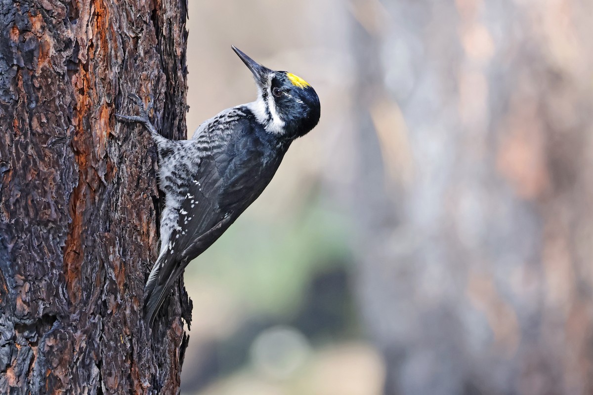 Black-backed Woodpecker - ML617427427