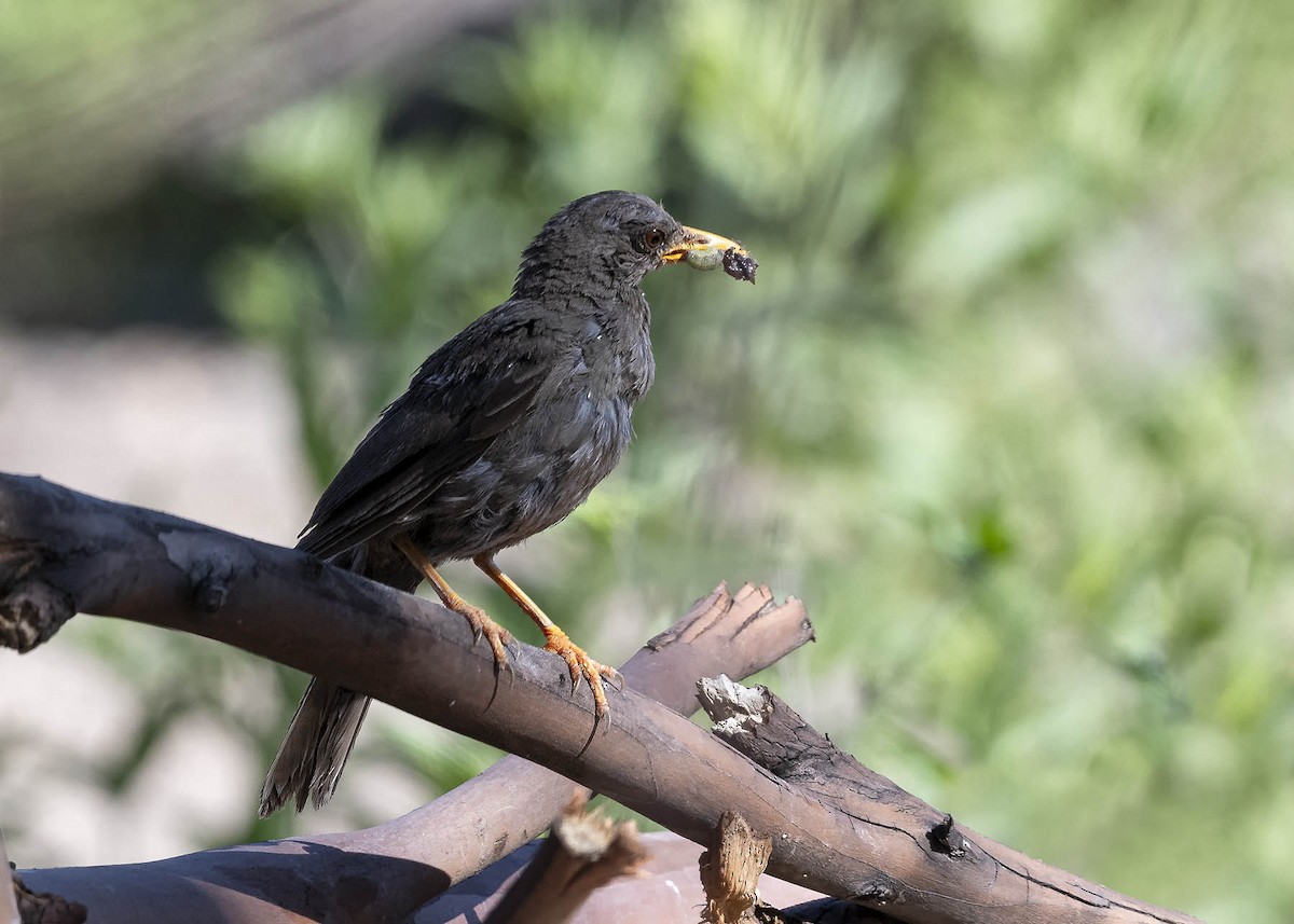 Chiguanco Thrush - ML617427523