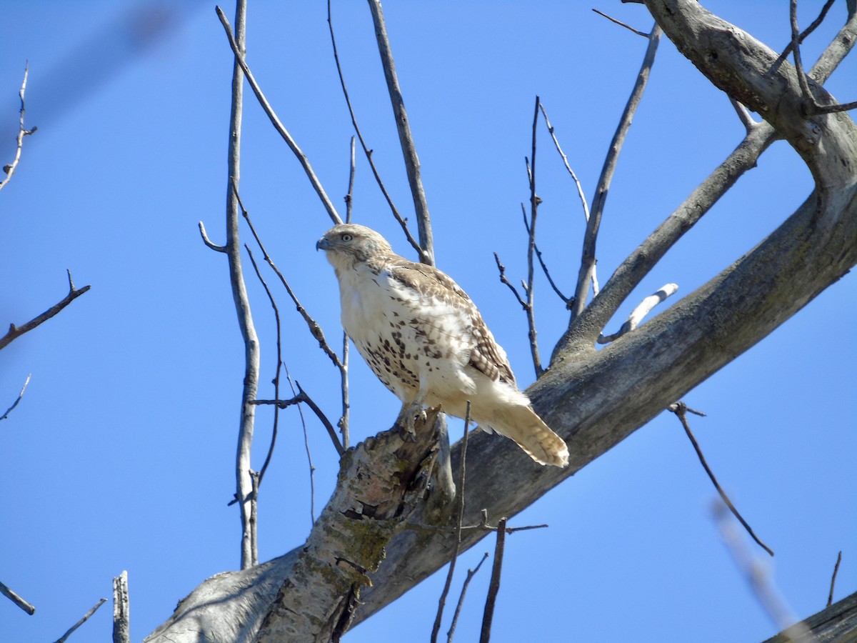 Red-tailed Hawk - ML617427535