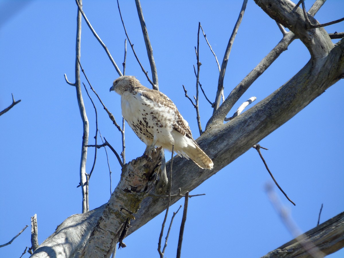 Red-tailed Hawk - ML617427536