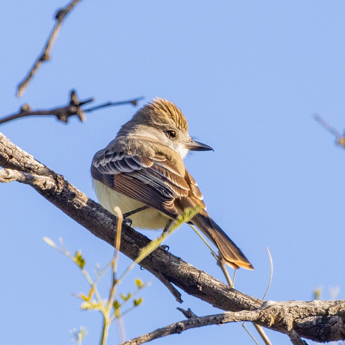 Ash-throated Flycatcher - Philip Kline