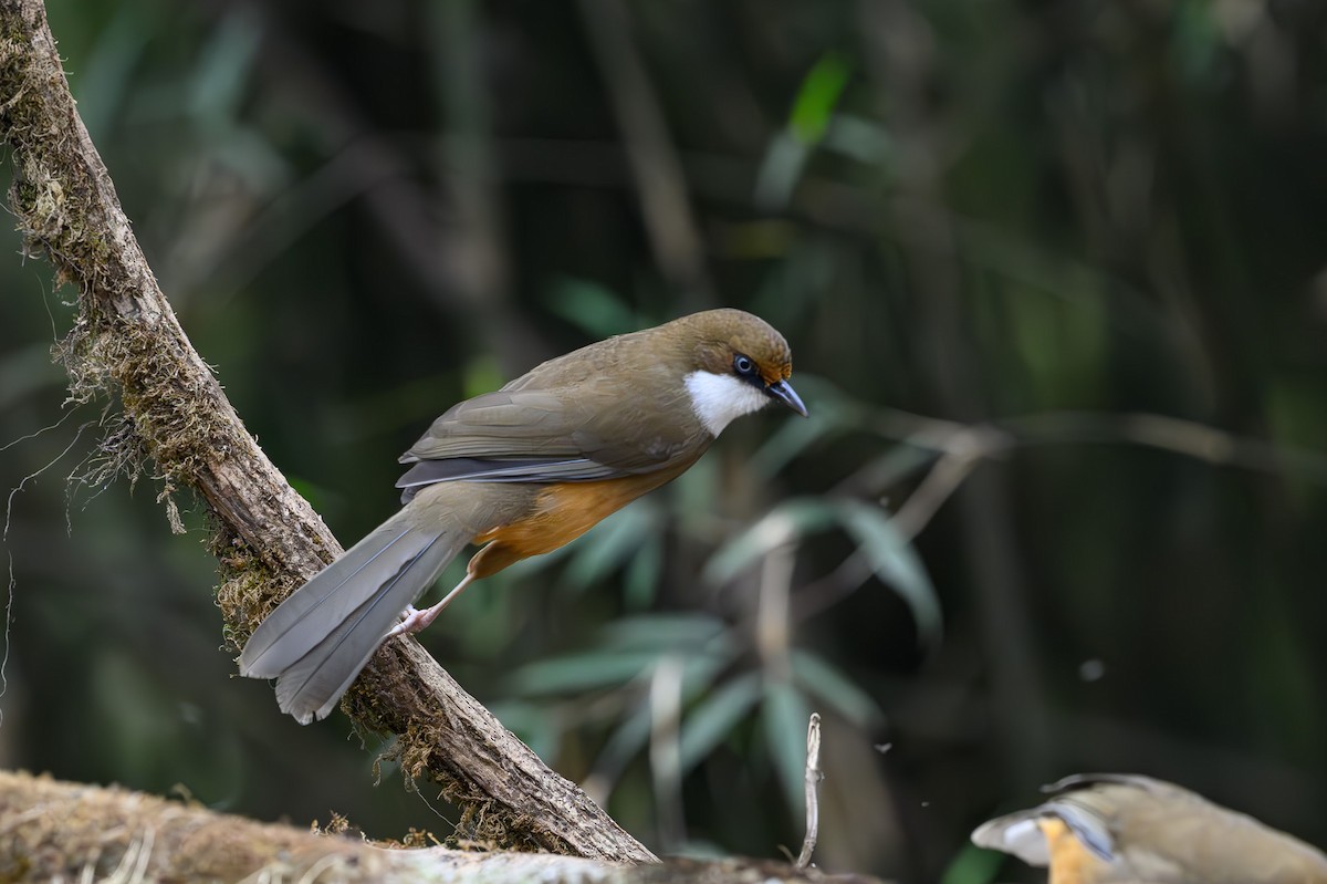 White-throated Laughingthrush - ML617427658