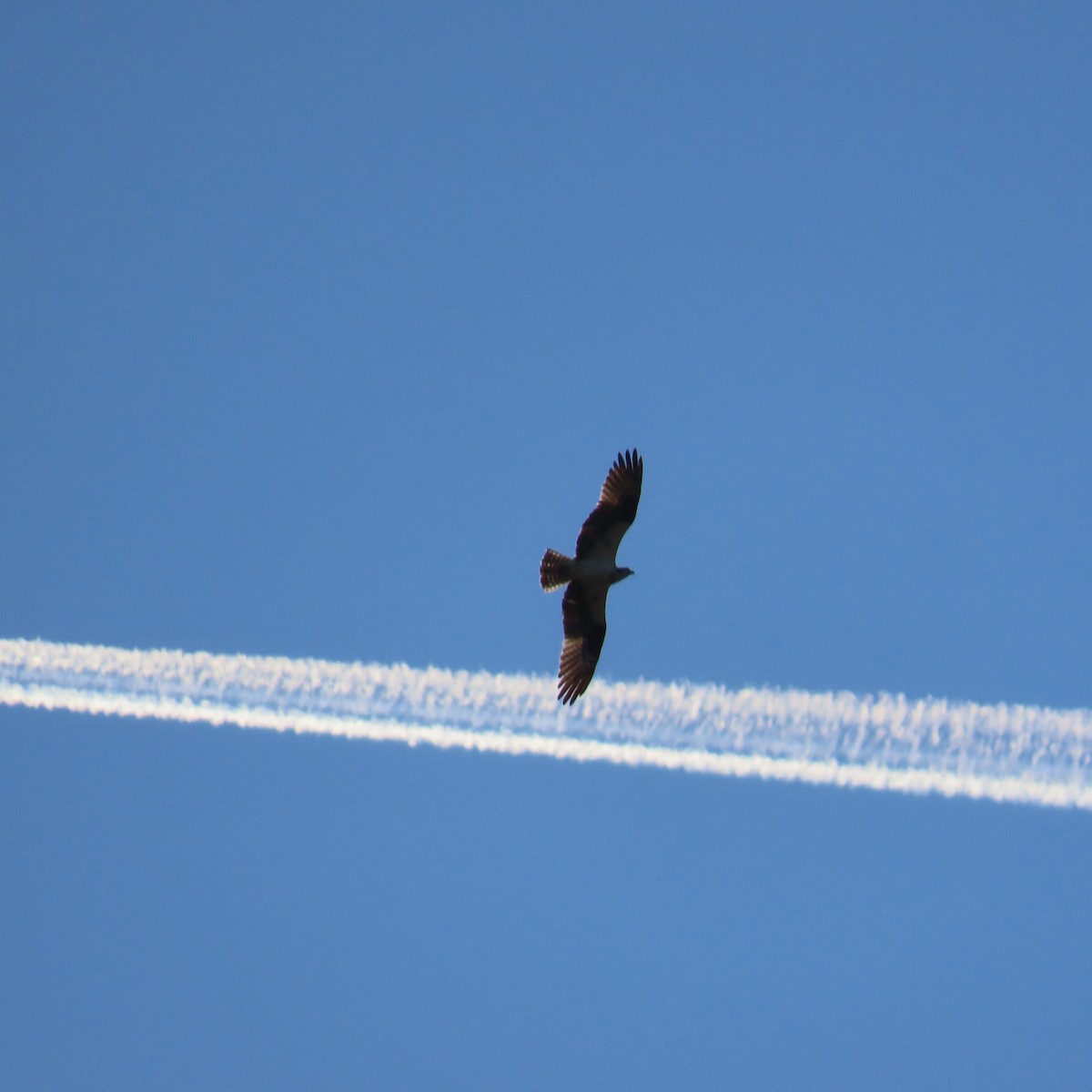 Osprey (American) - ML617427685