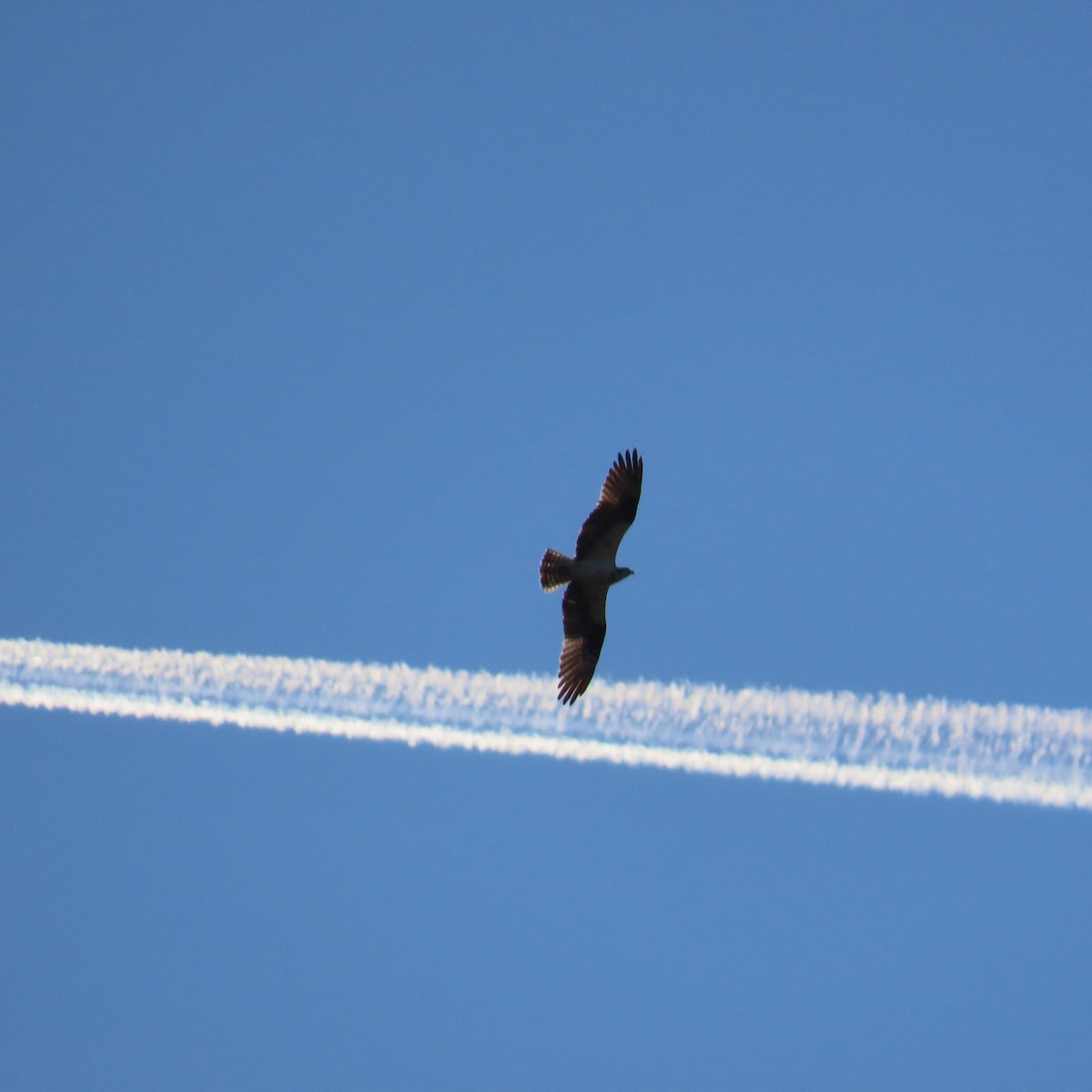 Osprey (carolinensis) - ML617427685