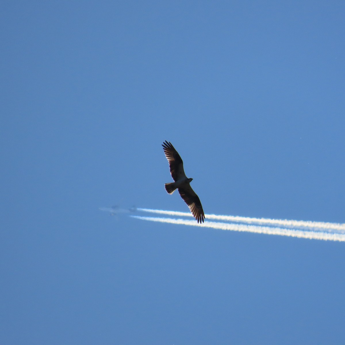 Osprey (American) - ML617427694