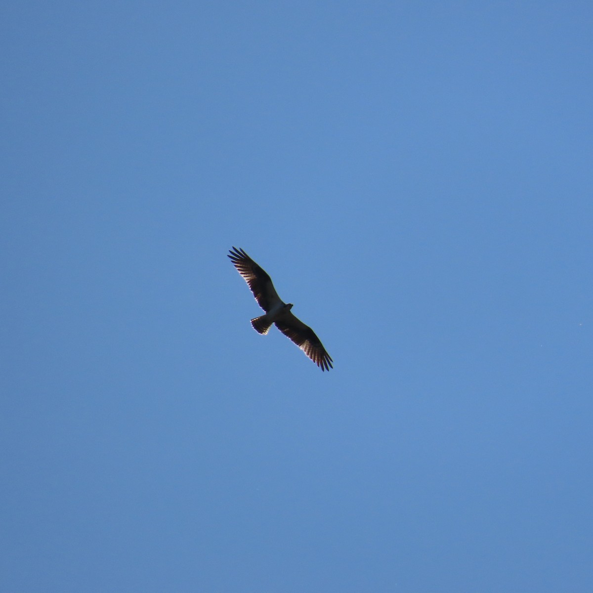 Osprey (carolinensis) - ML617427707