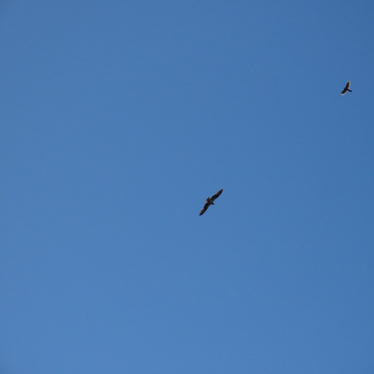 Cooper's Hawk - ML617427723