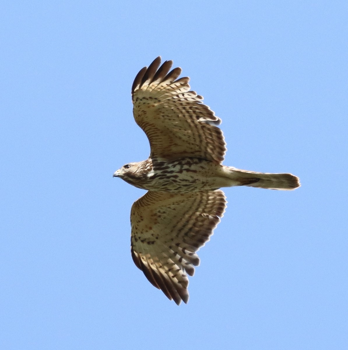 Red-shouldered Hawk - ML617427770