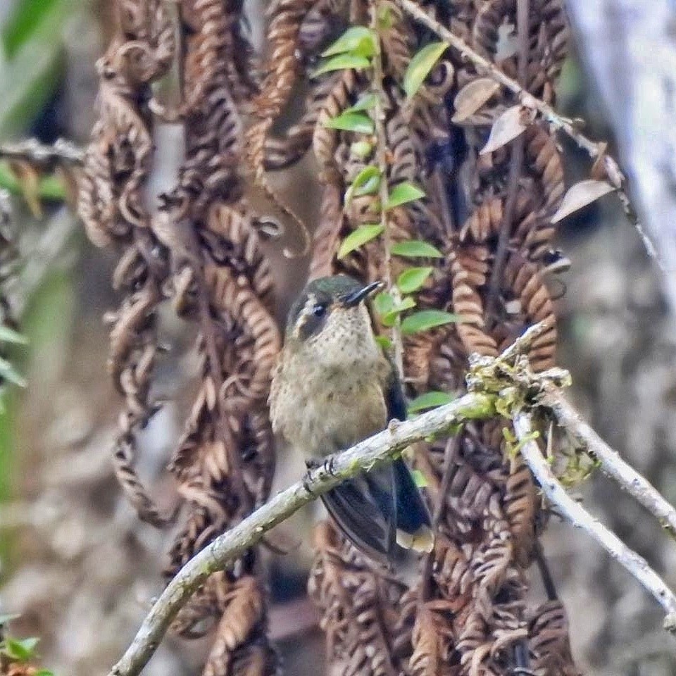 Speckled Hummingbird - ML617427774