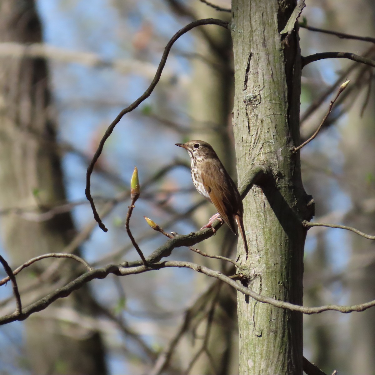 Hermit Thrush - ML617427813