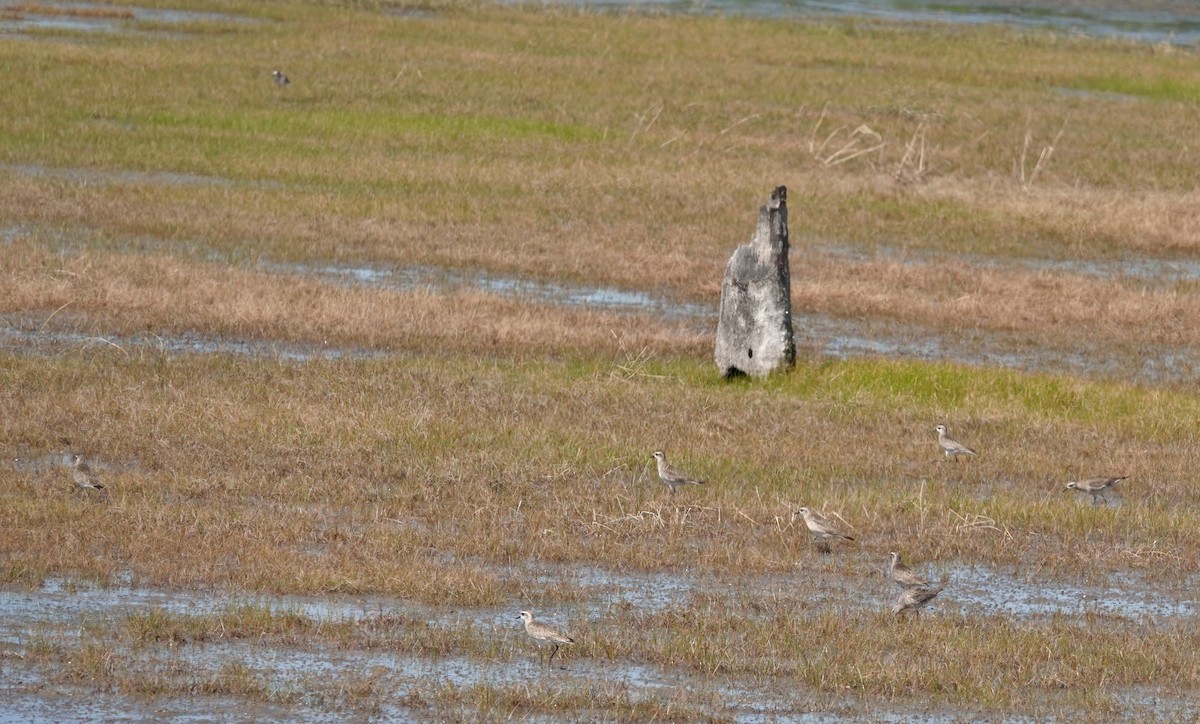 American Golden-Plover - ML617427818