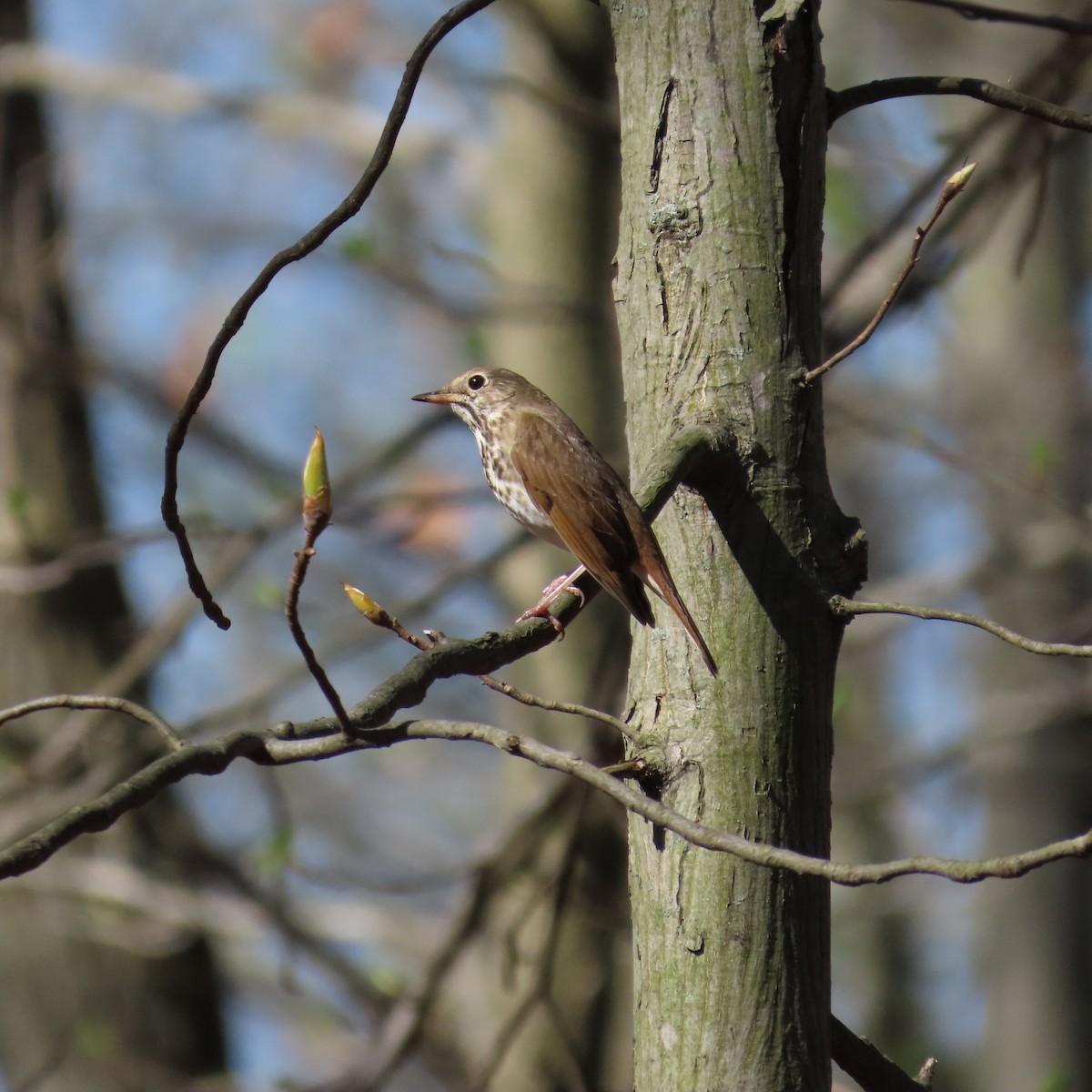 Hermit Thrush - ML617427820