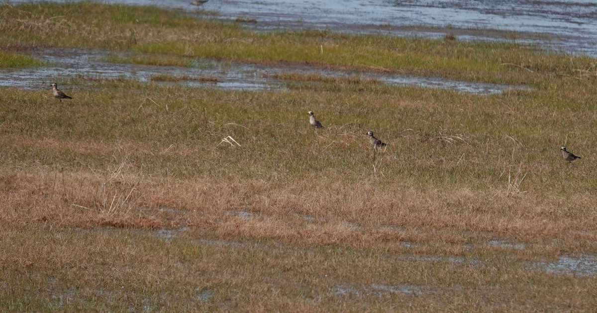 American Golden-Plover - Kathleen Coates