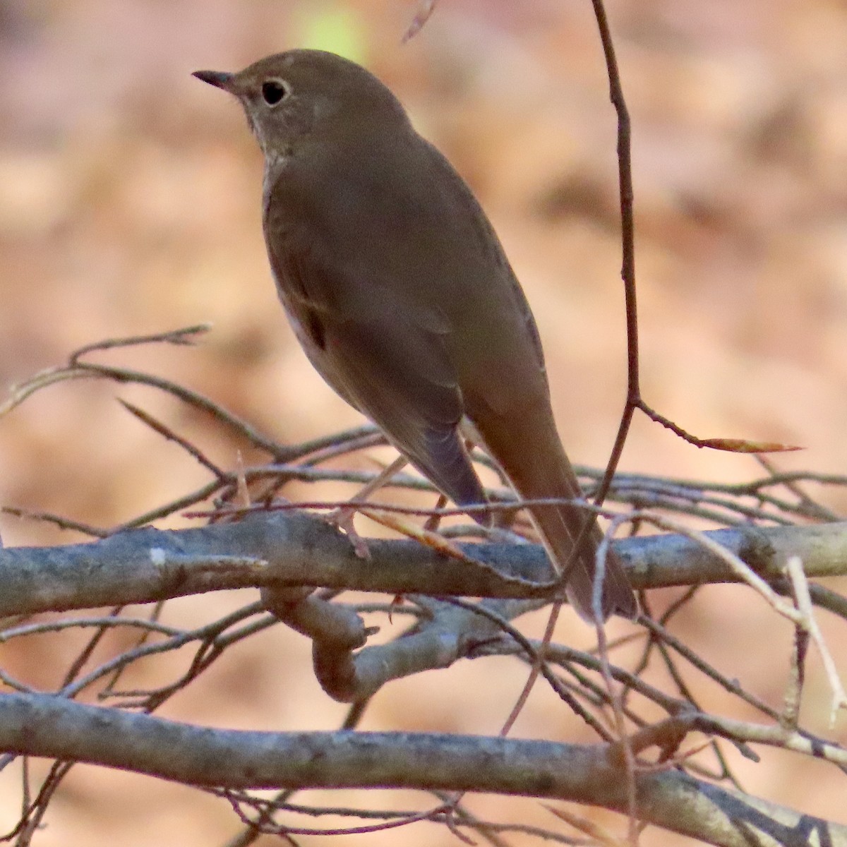 Hermit Thrush - ML617427825