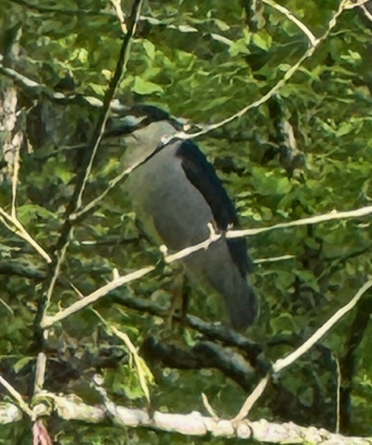 Black-crowned Night Heron - ML617427829