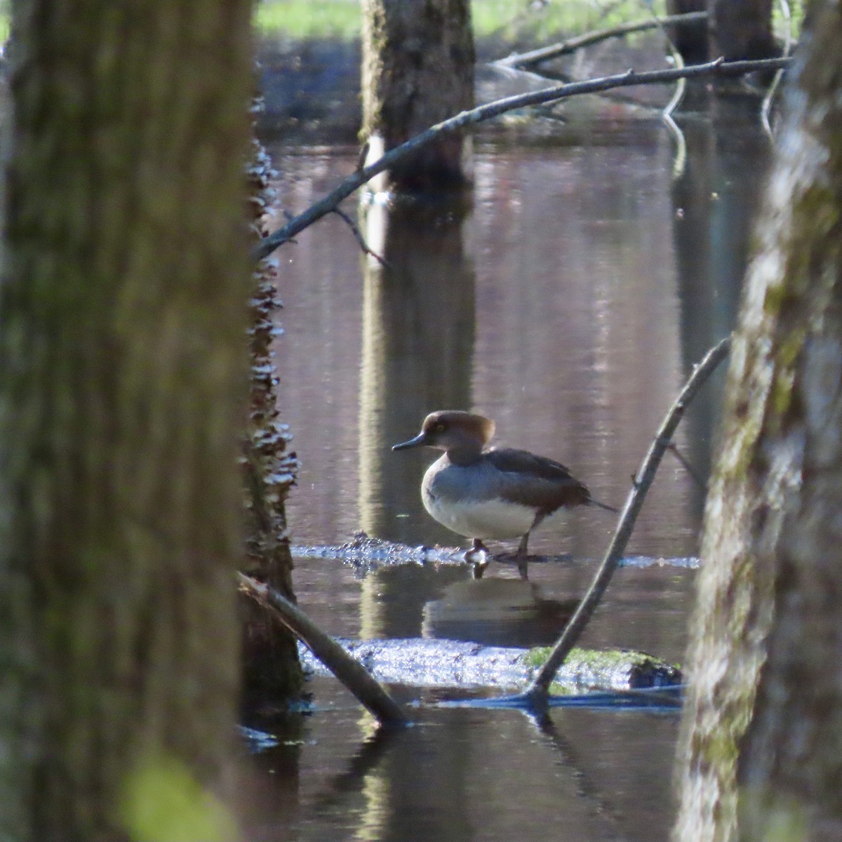 Hooded Merganser - ML617427842