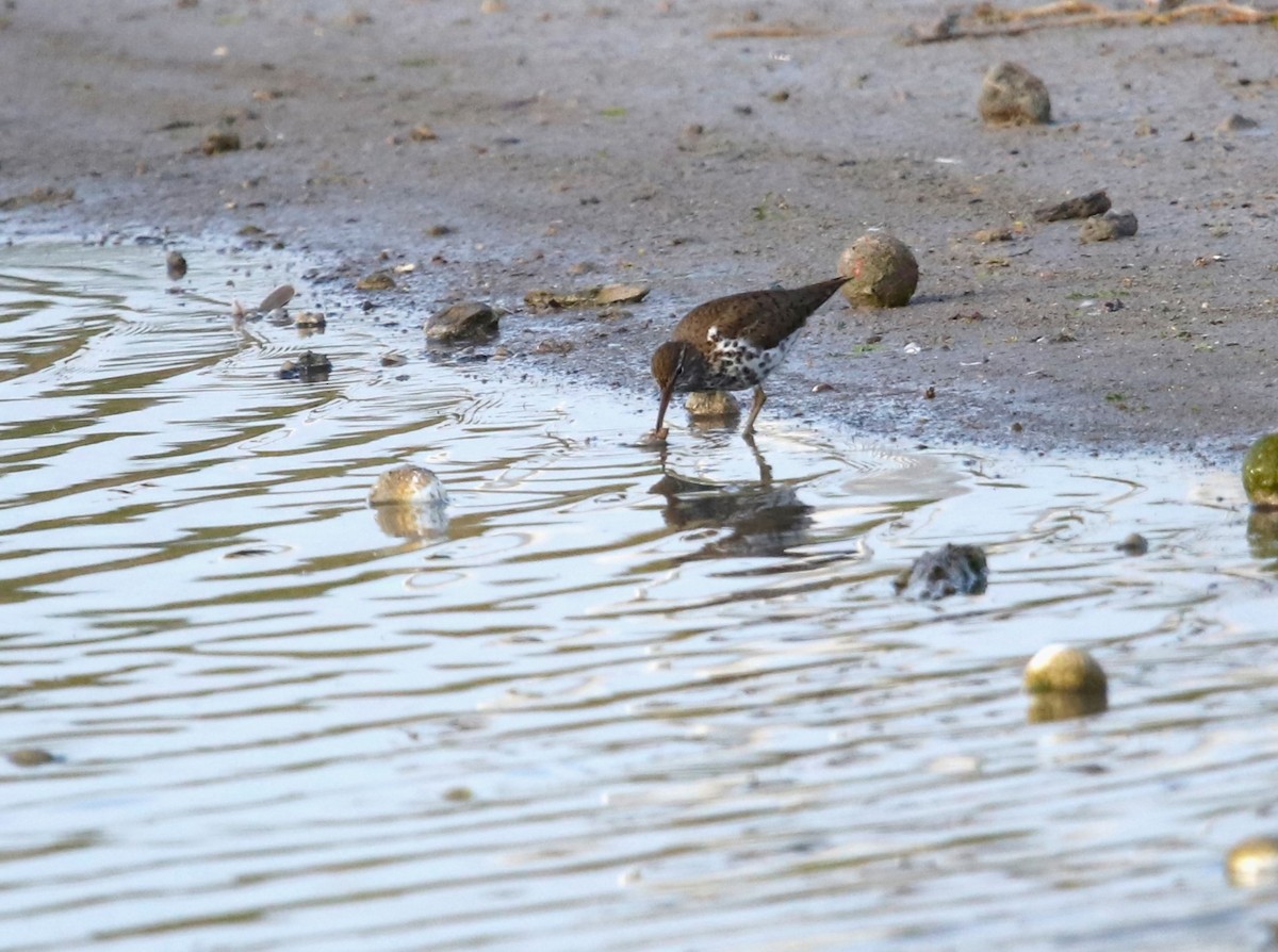 Spotted Sandpiper - ML617427898