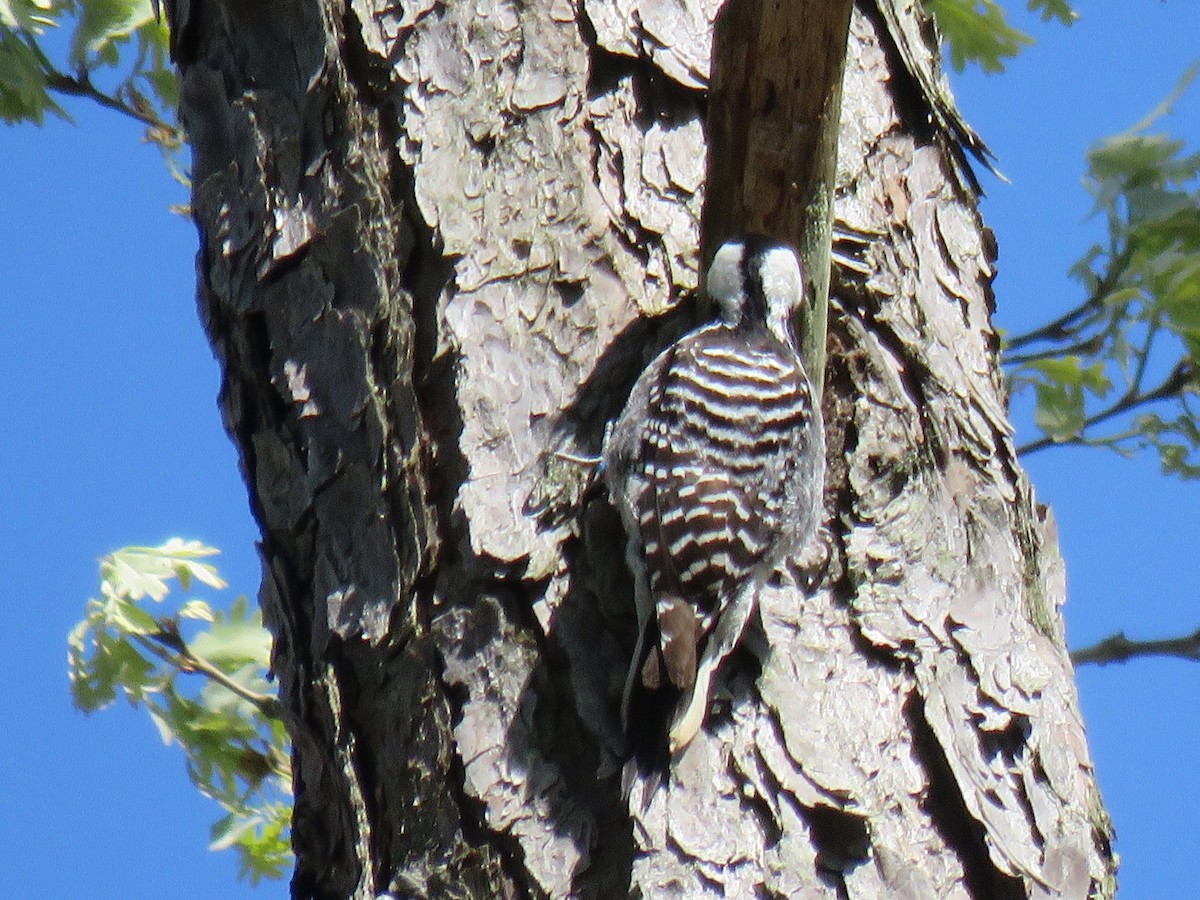 Red-cockaded Woodpecker - ML617427966