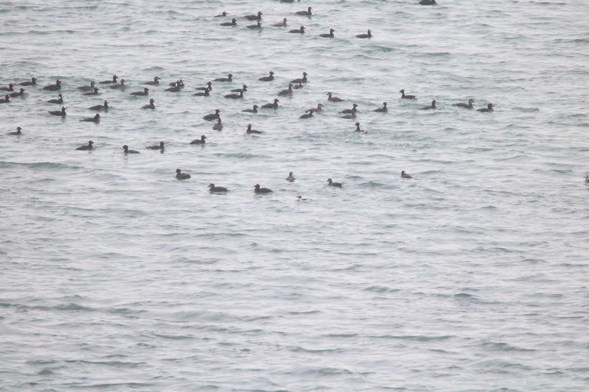 Black Scoter - Kit Pflughoft