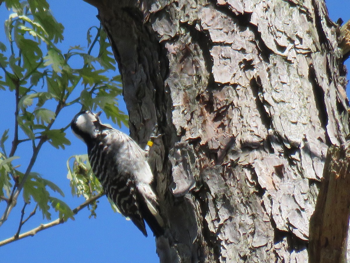 Red-cockaded Woodpecker - ML617427972