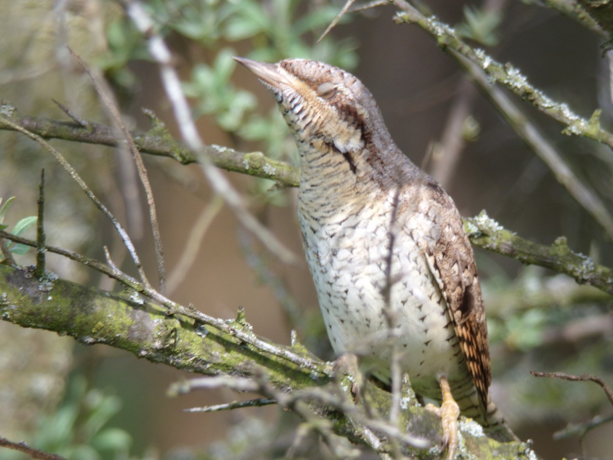 Eurasian Wryneck - ML617427987