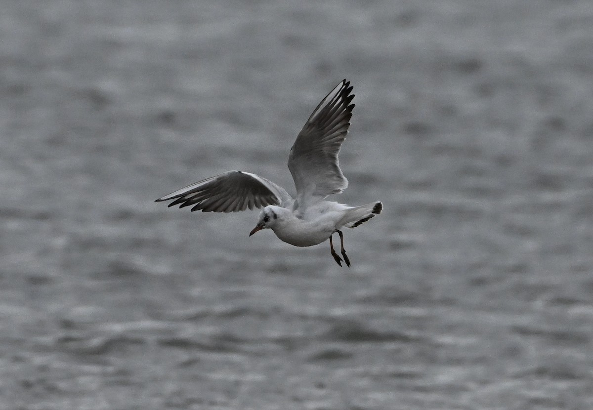 Black-headed Gull - ML617428006