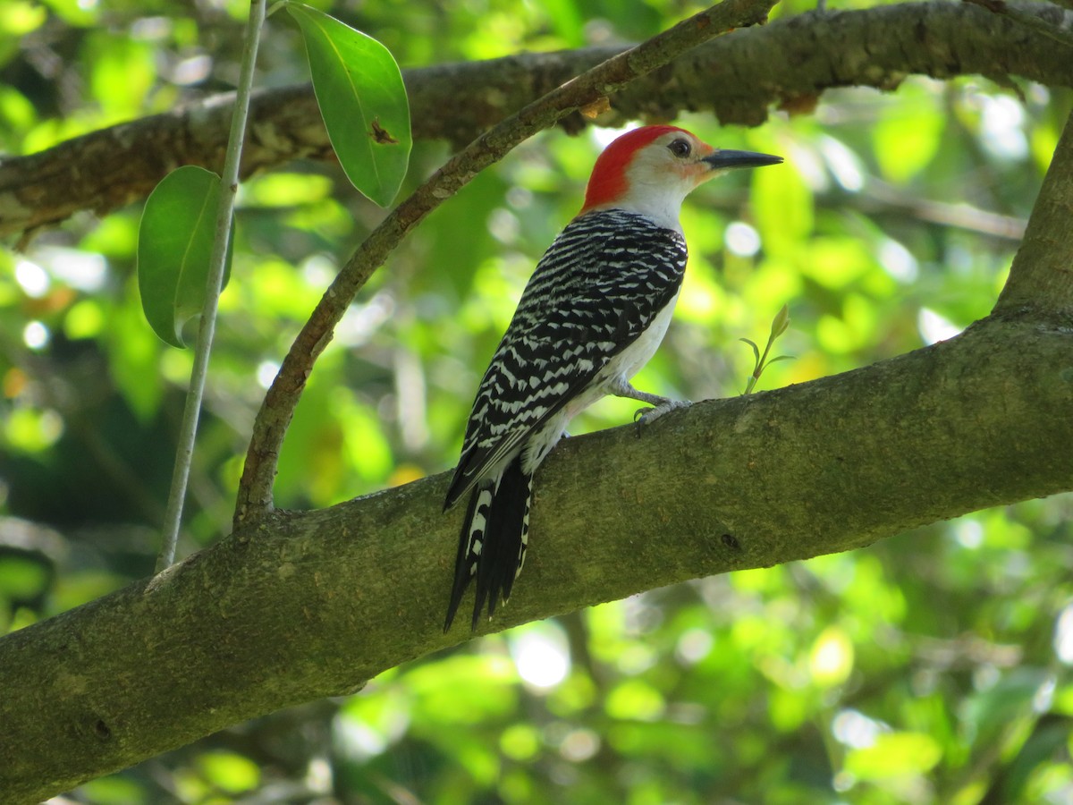 Red-bellied Woodpecker - Anne Thompson