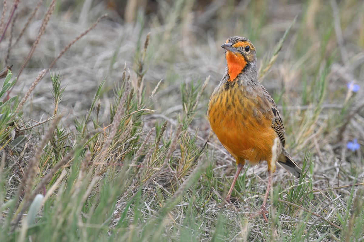 Orange-throated Longclaw - ML617428022