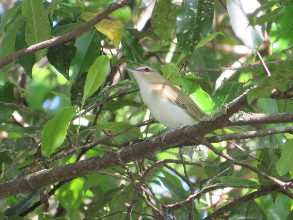 Red-eyed Vireo - Anne Thompson