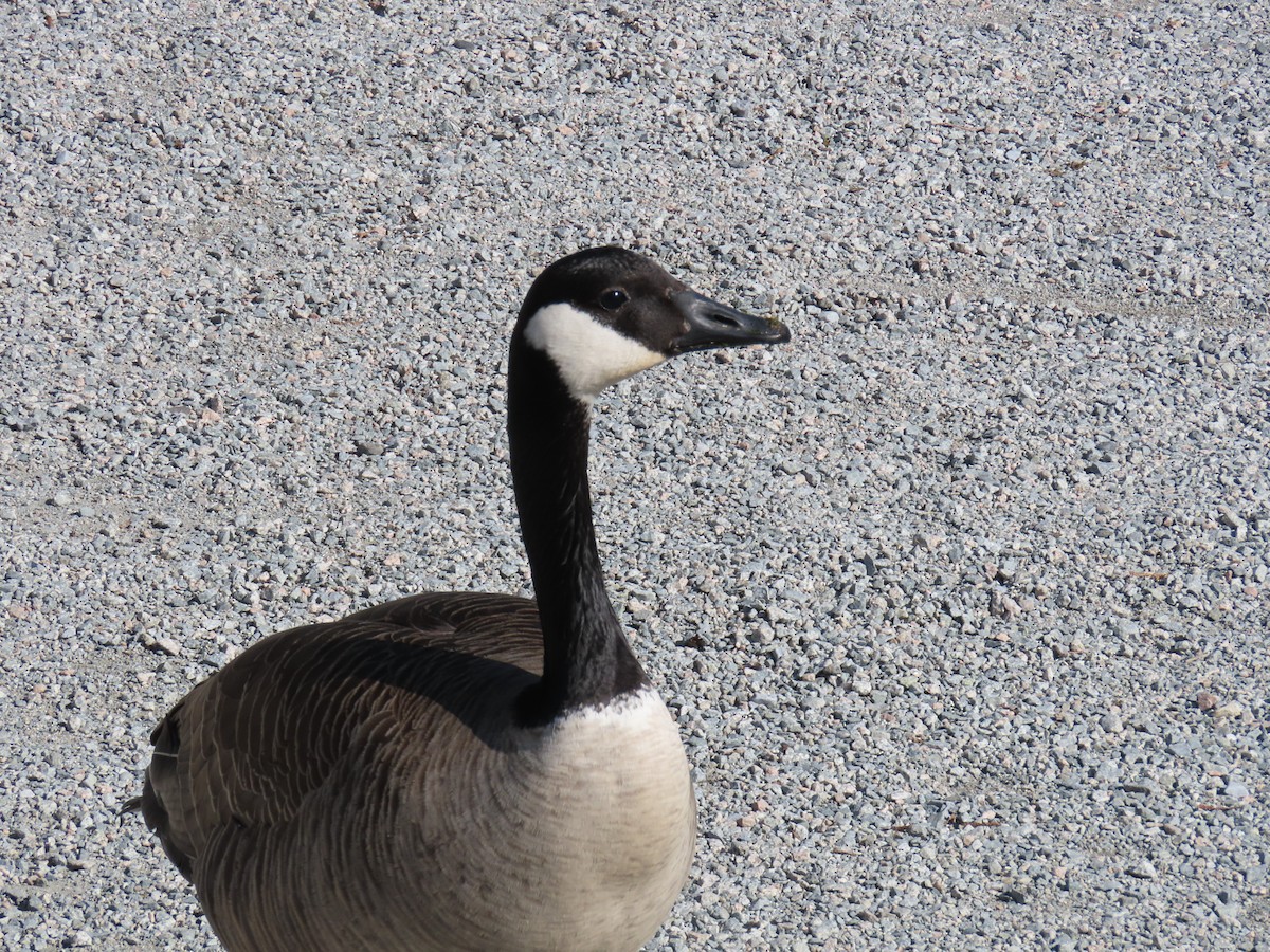 Canada Goose - ML617428028