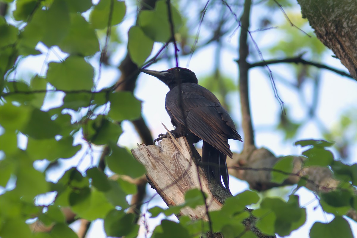 Black Woodpecker - ML617428073